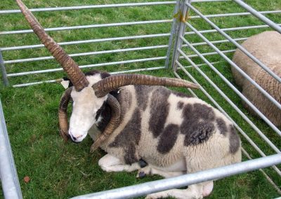 Monivea Fair Sheep