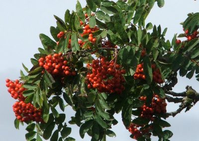 Rowan Tree